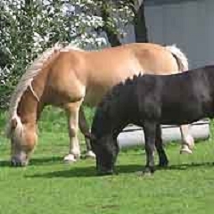 Ferien auf dem Bauernhof - bei Rolf und Gesa Nagel - in Friedrichskoog